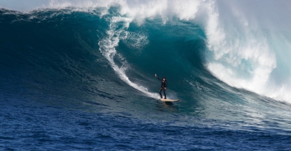 Surf's Up Agave