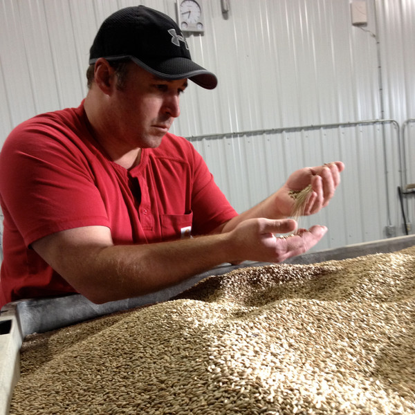 Far North founder Michael Swanson experimented with 15 rye varieties; AC Hazlet pictured.