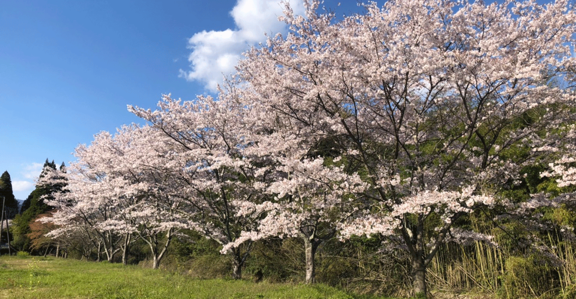 Exotic Woods: Sakura, Mizunara, Acacia, Amburana, and More
