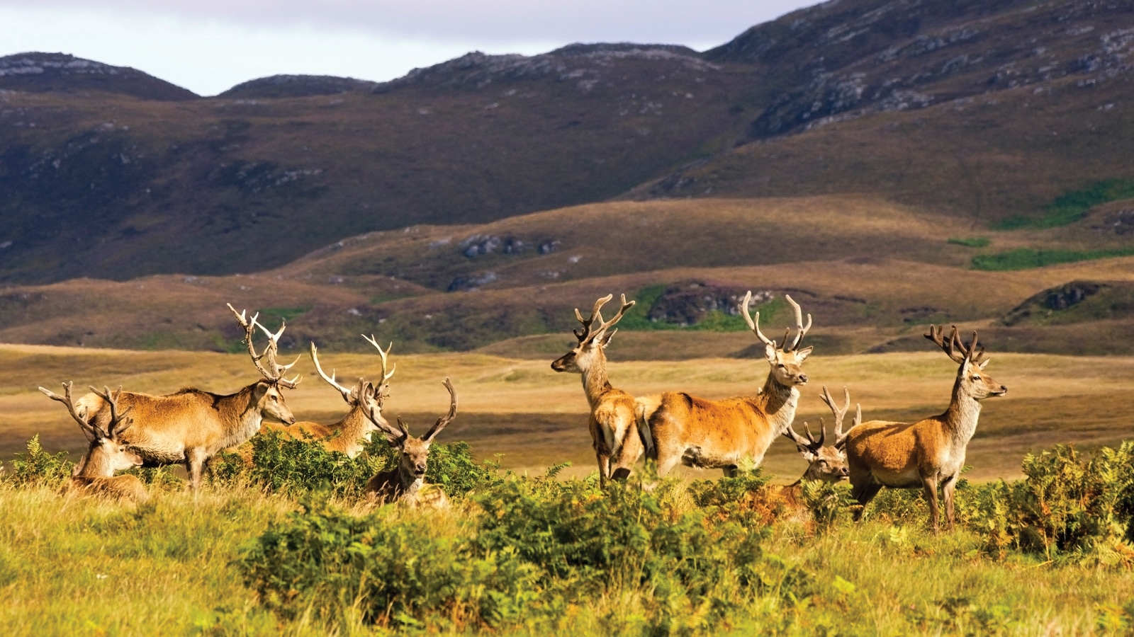 Scotch-Microclimate.jpg