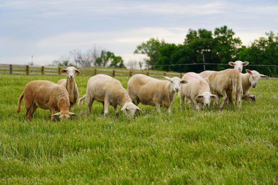 The sheep are just one of the attractions part of the seasonal Star Hill Farm tour