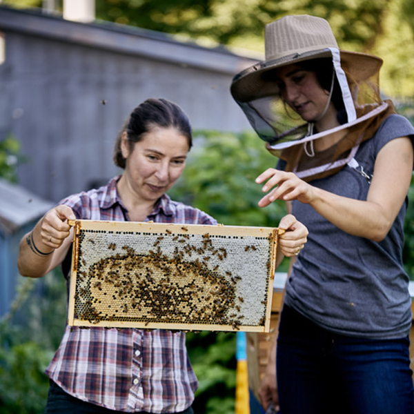 Beekeeping at Wayward Distillery. ELLISA HARTMAN