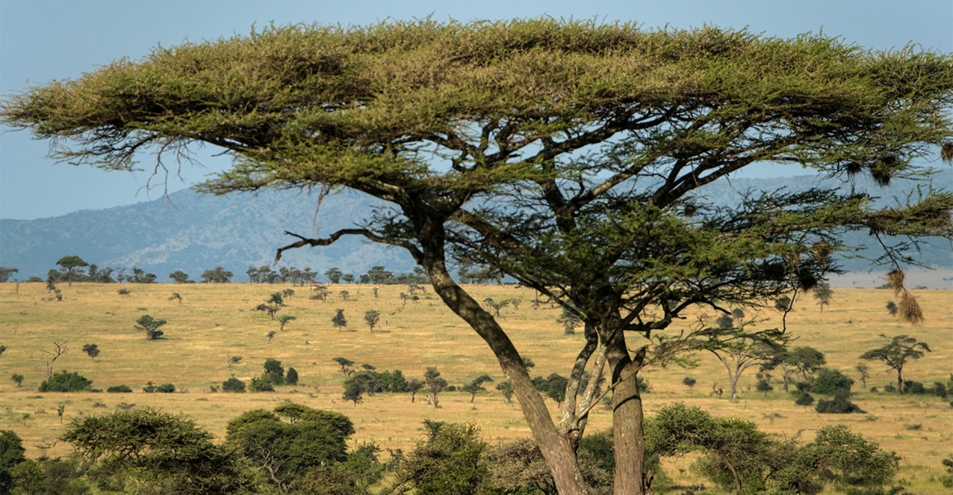 Acacia Casks: Why Whisky Makers Love This Wood