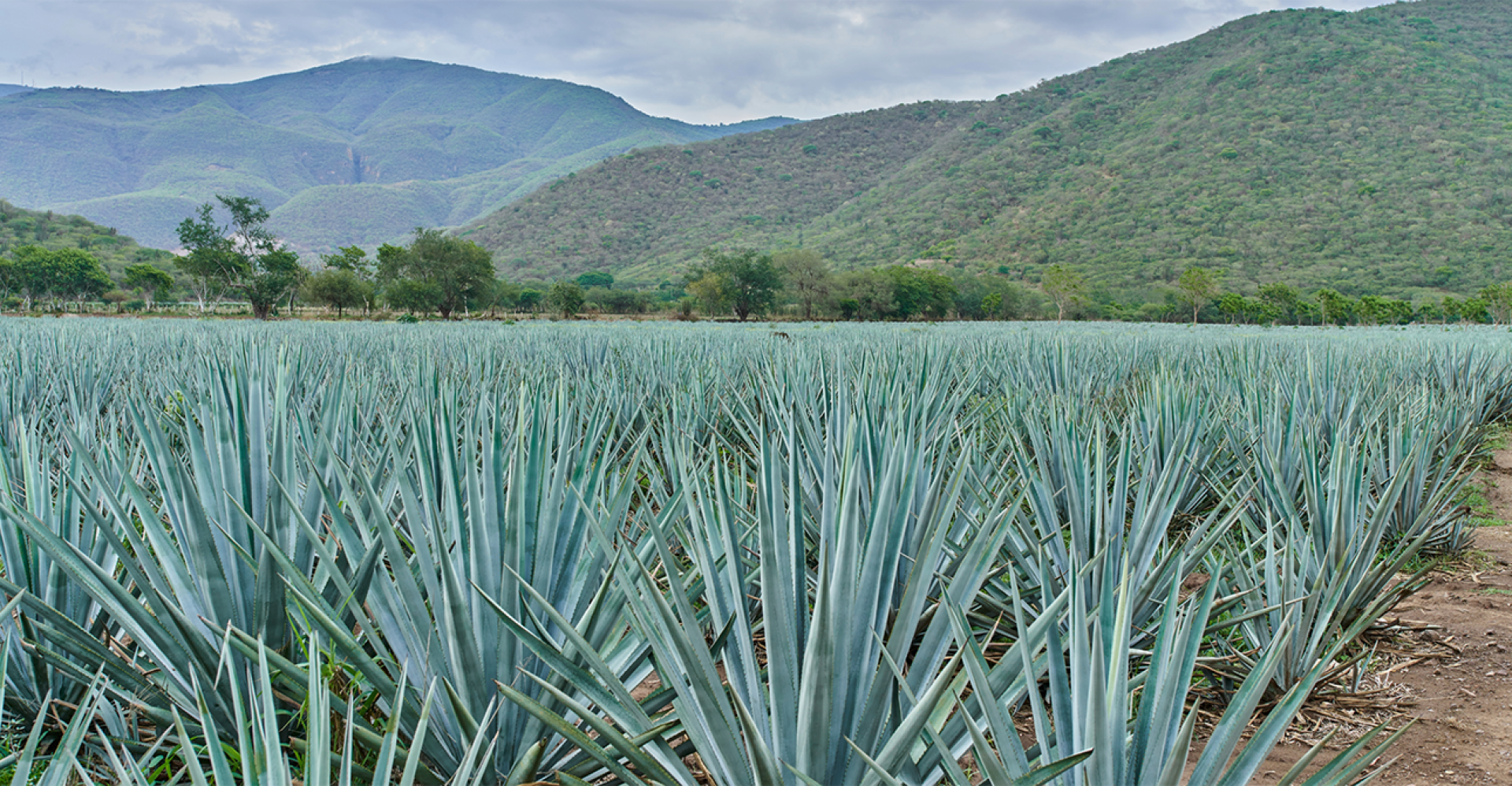 Tequila Glossary