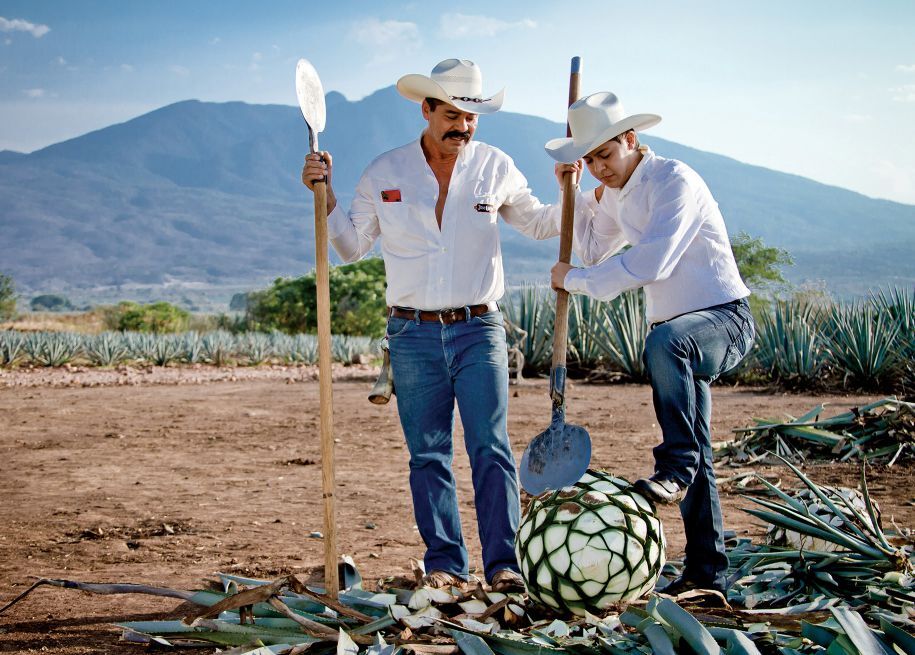 Jimadores employ the bladed coa to cut away the agave leaves, revealing the plant's core, or piña.