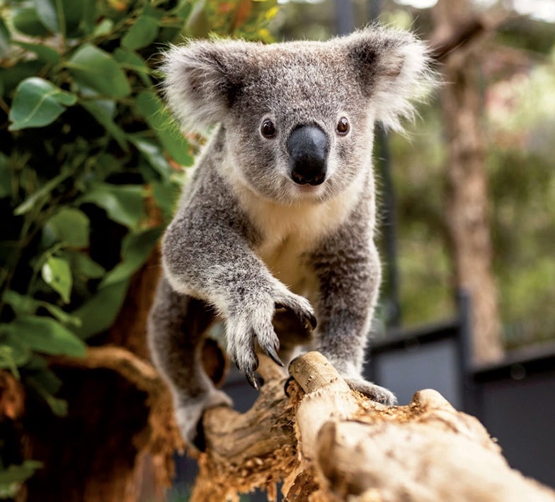 Taronga Zoo