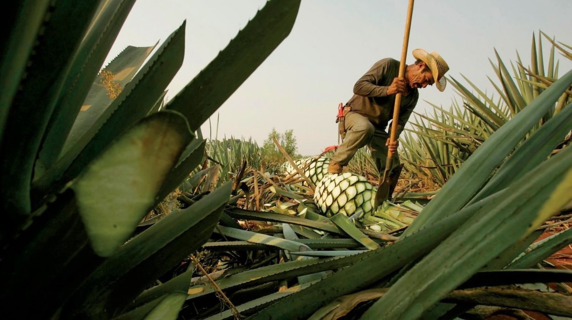 Tequila 101