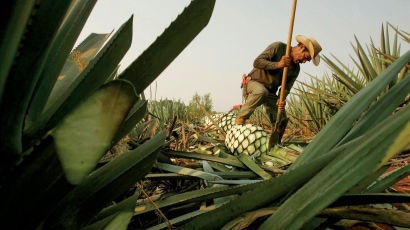 Tequila 101