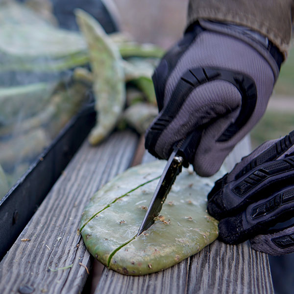 dry-land-Prickly-Pear-Processing-600.jpg
