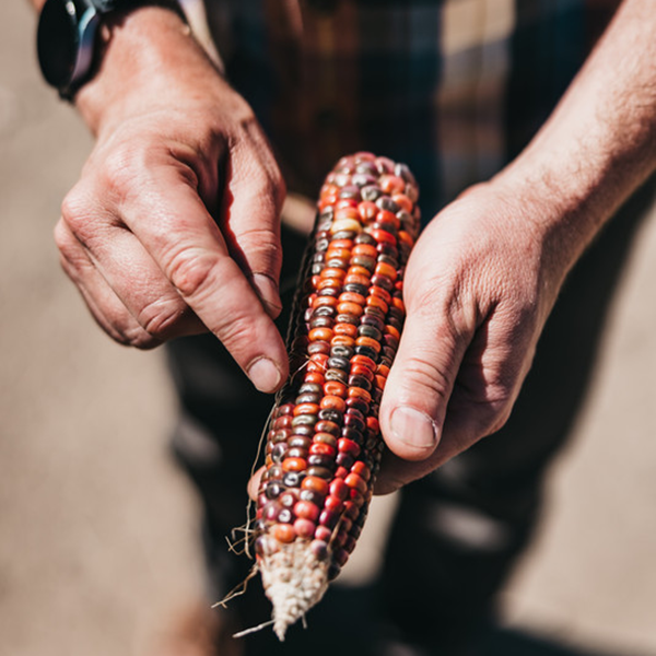 Minden Mill uses Earth Tone dent heirloom corn for its whiskeys. Photo by Vild Photography