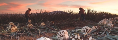 Everything You Need to Know About Tequila