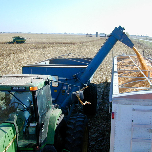 Harvesting at Whiskey Acres in DeKalb, Illinois